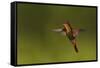 Ruby Topaz Hummingbird-Ken Archer-Framed Stretched Canvas