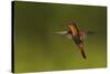 Ruby Topaz Hummingbird-Ken Archer-Stretched Canvas