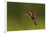 Ruby Topaz Hummingbird-Ken Archer-Framed Photographic Print