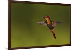 Ruby Topaz Hummingbird-Ken Archer-Framed Photographic Print