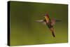 Ruby Topaz Hummingbird-Ken Archer-Stretched Canvas