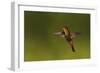 Ruby Topaz Hummingbird-Ken Archer-Framed Photographic Print