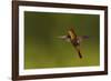 Ruby Topaz Hummingbird-Ken Archer-Framed Photographic Print