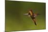 Ruby Topaz Hummingbird-Ken Archer-Mounted Photographic Print