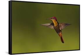 Ruby Topaz Hummingbird-Ken Archer-Framed Stretched Canvas