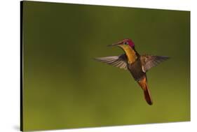 Ruby Topaz Hummingbird-Ken Archer-Stretched Canvas