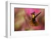 Ruby Topaz Hummingbird-Ken Archer-Framed Photographic Print