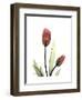 Ruby Tulip-Albert Koetsier-Framed Art Print