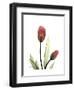 Ruby Tulip-Albert Koetsier-Framed Art Print