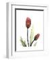 Ruby Tulip-Albert Koetsier-Framed Art Print