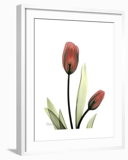 Ruby Tulip-Albert Koetsier-Framed Art Print