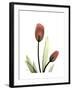 Ruby Tulip-Albert Koetsier-Framed Art Print