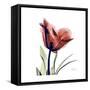 Ruby Tulip-Albert Koetsier-Framed Stretched Canvas