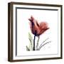 Ruby Tulip-Albert Koetsier-Framed Art Print