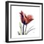 Ruby Tulip-Albert Koetsier-Framed Art Print