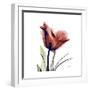 Ruby Tulip-Albert Koetsier-Framed Art Print