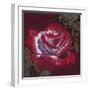 Ruby-Barbara Keith-Framed Giclee Print