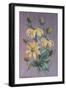 Rudbeckia, 2014-Margo Starkey-Framed Giclee Print