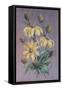 Rudbeckia, 2014-Margo Starkey-Framed Stretched Canvas