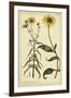 Rudbeckia and Coreopsis, Pl. CCXXIV-Phillip Miller-Framed Art Print