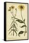 Rudbeckia and Coreopsis, Pl. CCXXIV-Phillip Miller-Framed Stretched Canvas