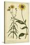 Rudbeckia and Coreopsis, Pl. CCXXIV-Phillip Miller-Stretched Canvas