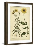 Rudbeckia and Coreopsis, Pl. CCXXIV-Phillip Miller-Framed Art Print