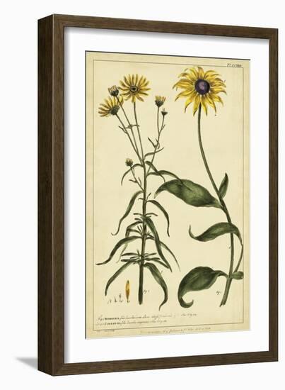 Rudbeckia and Coreopsis, Pl. CCXXIV-Phillip Miller-Framed Art Print