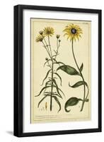 Rudbeckia and Coreopsis, Pl. CCXXIV-Phillip Miller-Framed Art Print