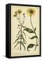 Rudbeckia and Coreopsis, Pl. CCXXIV-Phillip Miller-Framed Stretched Canvas