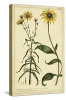 Rudbeckia and Coreopsis, Pl. CCXXIV-Phillip Miller-Stretched Canvas