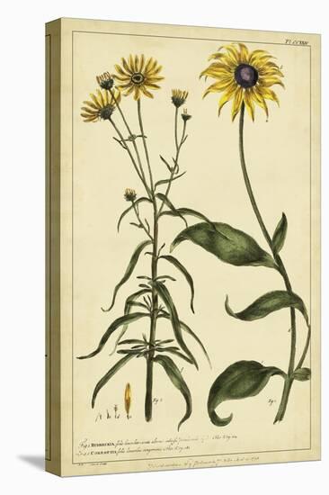 Rudbeckia and Coreopsis, Pl. CCXXIV-Phillip Miller-Stretched Canvas