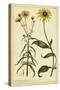 Rudbeckia and Coreopsis, Pl. CCXXIV-Phillip Miller-Stretched Canvas