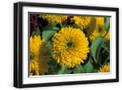 Black Frame