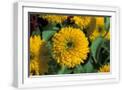 White Frame