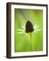 Rudbeckia occidentalis, or green wizard-Clive Nichols-Framed Photographic Print