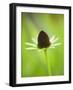 Rudbeckia occidentalis, or green wizard-Clive Nichols-Framed Photographic Print