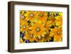 Rudbeckia 'Praire Sun' flowers, cultivated plant in garden-Ernie Janes-Framed Photographic Print