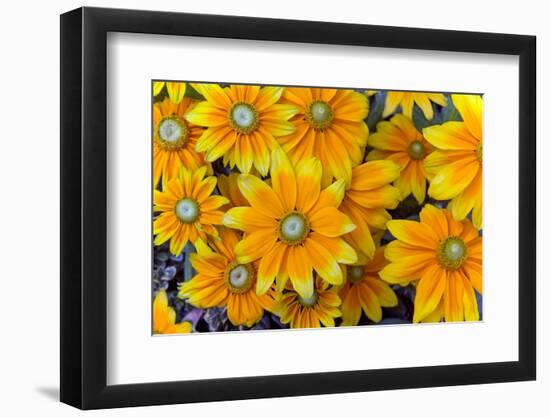 Rudbeckia 'Praire Sun' flowers, cultivated plant in garden-Ernie Janes-Framed Photographic Print