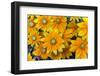 Rudbeckia 'Praire Sun' flowers, cultivated plant in garden-Ernie Janes-Framed Photographic Print