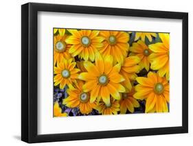 Rudbeckia 'Praire Sun' flowers, cultivated plant in garden-Ernie Janes-Framed Photographic Print