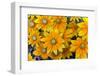 Rudbeckia 'Praire Sun' flowers, cultivated plant in garden-Ernie Janes-Framed Photographic Print