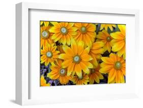 Rudbeckia 'Praire Sun' flowers, cultivated plant in garden-Ernie Janes-Framed Photographic Print