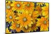 Rudbeckia 'Praire Sun' flowers, cultivated plant in garden-Ernie Janes-Mounted Photographic Print