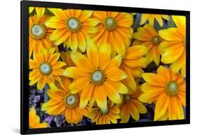 Rudbeckia 'Praire Sun' flowers, cultivated plant in garden-Ernie Janes-Framed Photographic Print