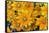 Rudbeckia 'Praire Sun' flowers, cultivated plant in garden-Ernie Janes-Framed Stretched Canvas