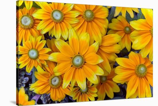 Rudbeckia 'Praire Sun' flowers, cultivated plant in garden-Ernie Janes-Stretched Canvas