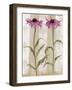 Rudbeckia-Valerie Roy-Framed Art Print