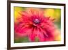 RUDBECKIA-Jacky Parker-Framed Giclee Print