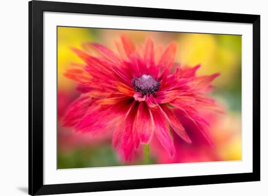 RUDBECKIA-Jacky Parker-Framed Giclee Print